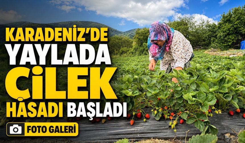 Samsun’un Alaçam İlçesinde Bin Rakımlı Dürtmen Yaylası’nda Çilek Hasadı Başladı