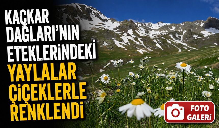 Artvin’in Yaylaları Çiçek Açtı, Kaçkar Zirvelerinde Kar Güzelliği Sürüyor