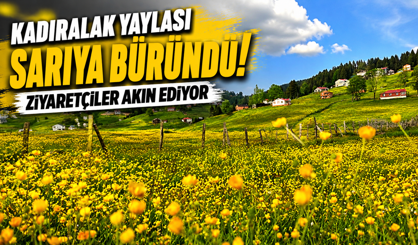 Kadıralak Yaylası Sarıya Büründü! Ziyaretçiler Akın Ediyor