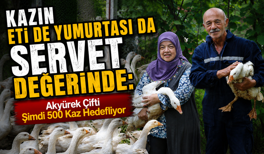 Ordu’da Kaz Yetiştiriciliği Çiftin Geçim Kapısı Oldu