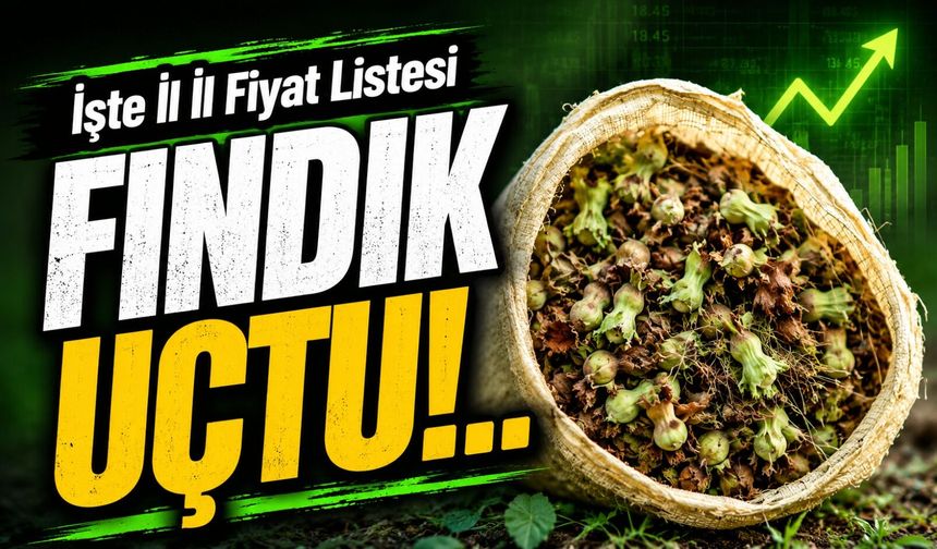 Fındık Fiyatlarında Şehirler Arası Uçurum: İşte İl İl Fiyat Listesi
