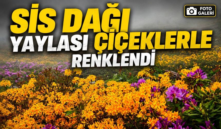 Trabzon ve Giresun Sınırındaki Sis Dağı Yaylası Renk Cümbüşüne Büründü