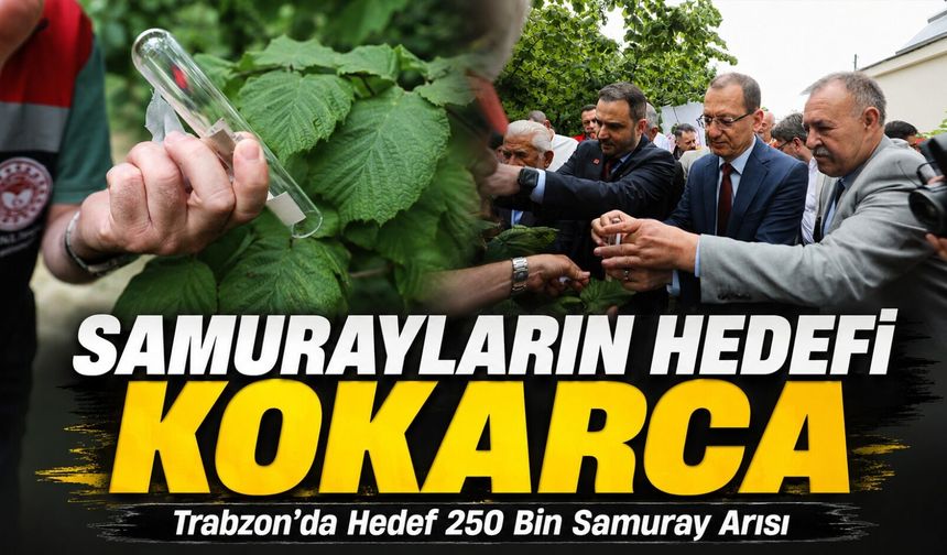 Trabzon’da Hedef 250 Bin Samuray Arısı: Kokarca İle Mücadelede Yeni Safha
