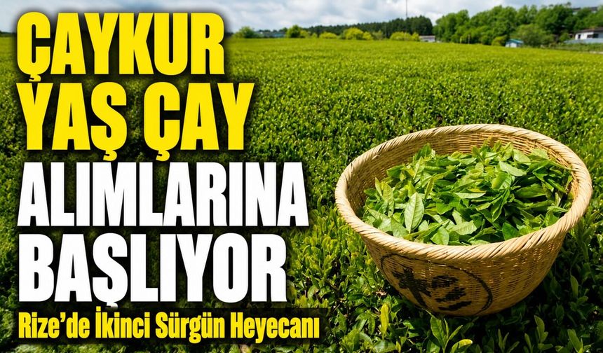 Rize’de İkinci Sürgün Heyecanı: ÇAYKUR Yaş Çay Alımlarına Başlıyor