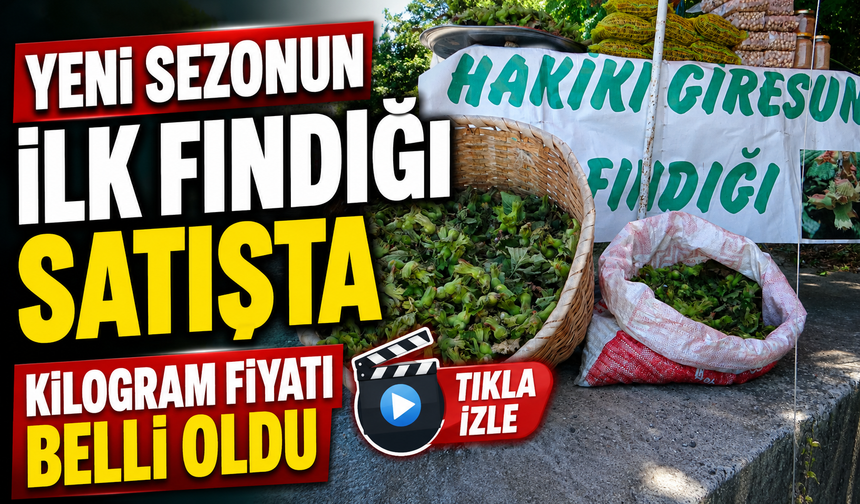 Giresun'da Yeni Sezonun İlk Fındığı Satışta: Kilogram Fiyatı Belli Oldu