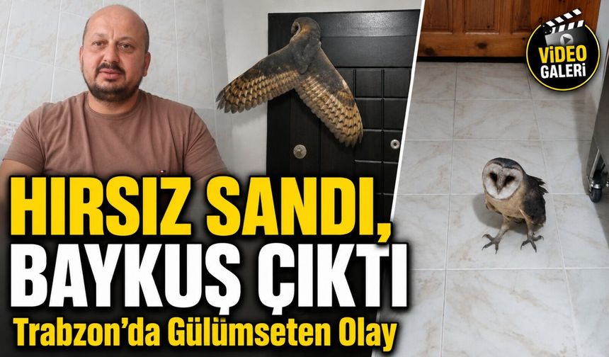 Hırsız Sandı, Karşısına Baykuş Çıktı: Trabzonlu Arıcının Gece Yaşadığı İlginç Anlar