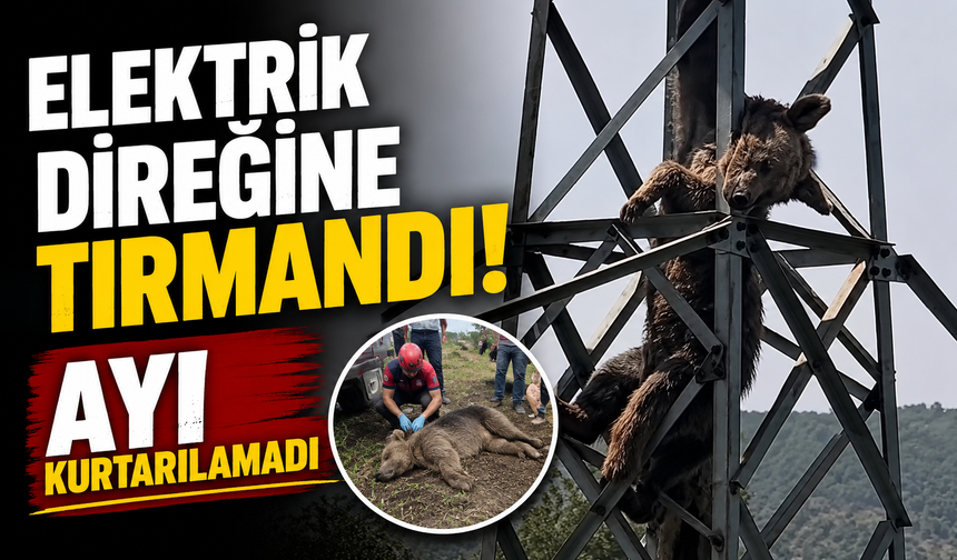 Elektrik Direğine Tırmanan Ayı Telef Oldu