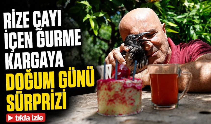 Rize Çayı İçen Gurme Karganın Üçüncü Yaşı Pasta Kesilerek Kutlandı