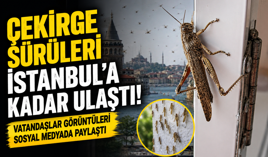 Çekirge Sürüleri İstanbul’a Kadar Ulaştı