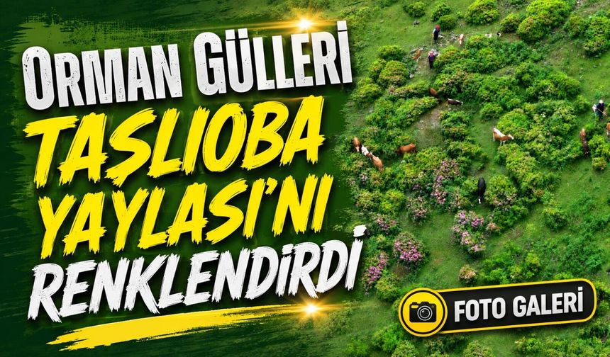 Trabzon’da Orman Gülleri Taşlıoba Yaylası’nı Renklendirdi