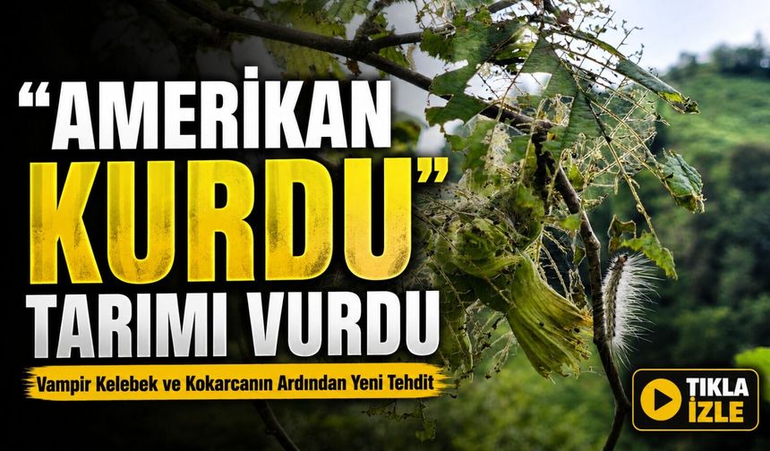 Vampir Kelebek Ve Kokarcadan Sonra Doğu Karadeniz’de Tırtıl Tehdidi