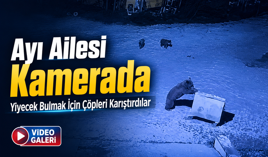 Rize’de Ayı Ailesinin Çöp Konteyneriyle Oyunu Kamerada