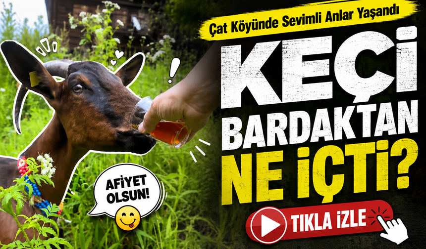 Rize’de Keçinin Bardaktan Çay İçtiği Görüntüler Gülümsetti