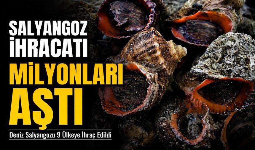 Türkiye’de Salyangoz İhracatı Milyonları Aştı; Deniz Salyangozu 9 Ülkeye İhraç Edildi