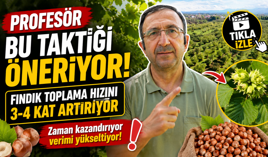 Fındık Toplama Hızını 3-4 Kat Artırıyor: Profesörden Süper Taktik!
