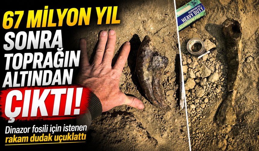 67 Milyon Yıllık T. Rex Fosili Açık Artırmaya Çıkıyor: Fiyatı Dudak Uçuklattı!