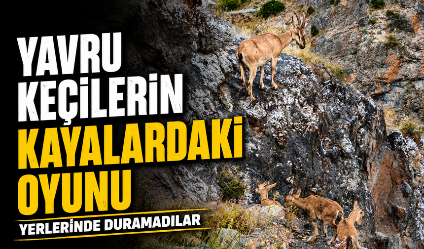Gümüşhane’de Yavru Yaban Keçilerinin Oyunu Kamerada