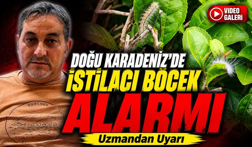 Doğu Karadeniz’de İstilacı Böcek Alarmı: Uzmandan Uyarı