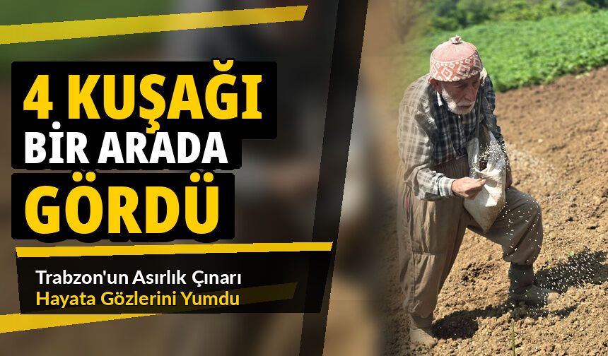 Trabzon'un Asırlık Çınarı Hayata Gözlerini Yumdu; 4 Kuşağı Bir Arada Gördü