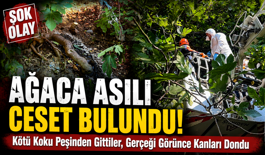 Kötü Koku Peşinden Gittiler: Ağaçlık Alanda Acı Gerçek Ortaya Çıktı