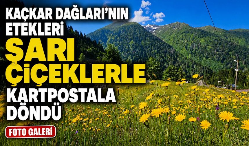 Rize’nin Yaylaları Sarı Çiçeklerle Rengârenk Görüntülere Sahne Oldu