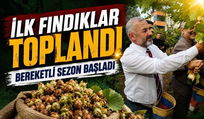 Arsin Foşa Fındığının İlk Ürünleri Törenle Dallarından Toplandı