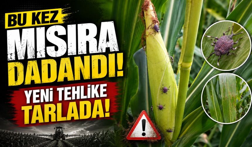 Fındıktan sonra mısır da tehdit altında: Üreticiler endişeli
