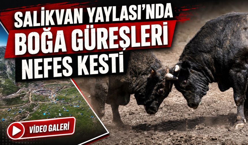 Artvin’in Salikvan Yaylası’nda Boğa Güreşleri Nefes Kesti; Binlerce Kişi Yaylada Buluştu