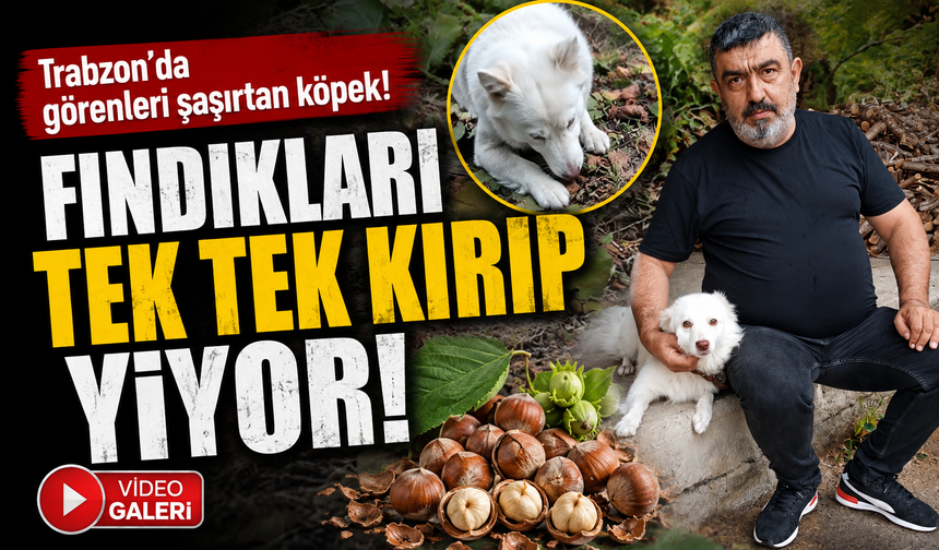 Trabzon’da görenleri şaşırtan köpek!  Fındıkları tek tek kırıp yiyor!