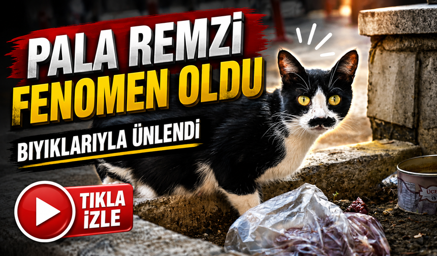 Samsun’un Bıyıklı Kedisi Fenomen Oldu: Adı “Pala Remzi”