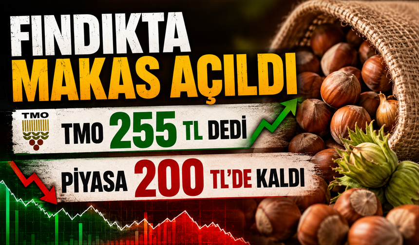 Fındık fiyatlarında makas açıldı: Üreticinin gözü TMO’da