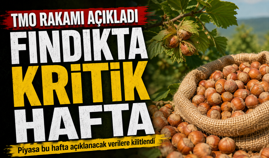 Fındıkta Beklenen Haber Geldi: TMO Fiyatı Sonrası Gözler Piyasada