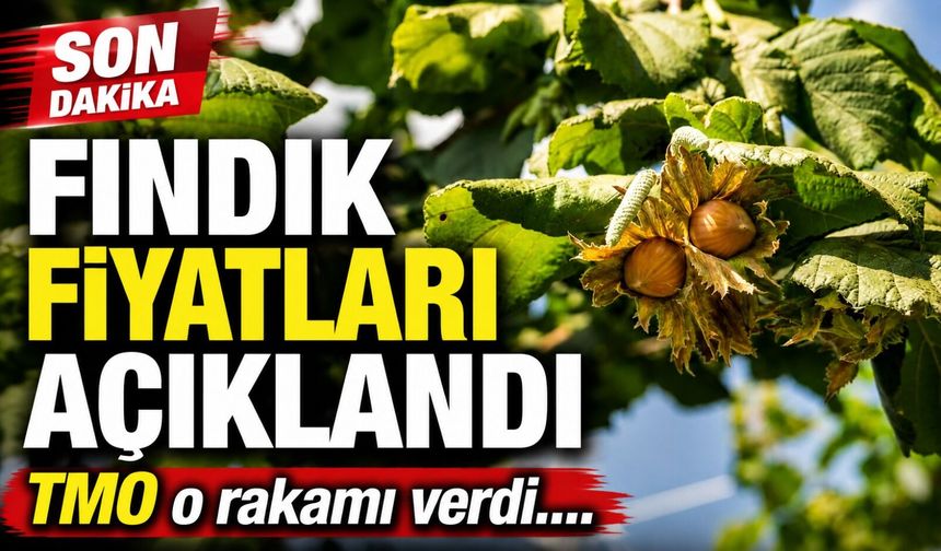 2026 Fındık Alım Fiyatları Açıklandı: TMO Rakamları Duyurdu