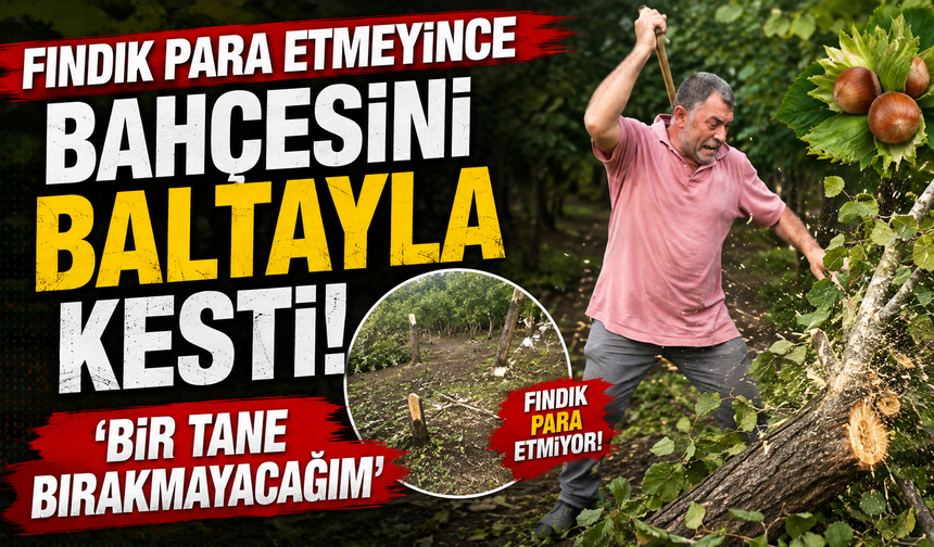 Fındık Para Etmeyince Bahçesini Baltayla Kesti: ‘Bir Tane Bırakmayacağım’