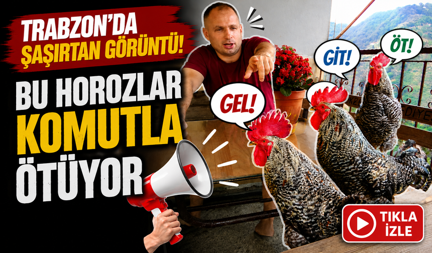 Trabzon’da şaşırtan görüntü: Bu horozlar komutla ötüyor