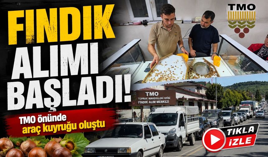 Fındık alımı başladı: TMO önünde araç kuyruğu oluştu