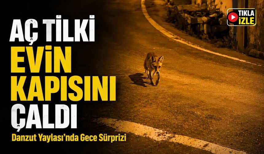 Danzut Yaylası'nda Gece Sürprizi; Aç Tilki Evin Kapısını Çaldı