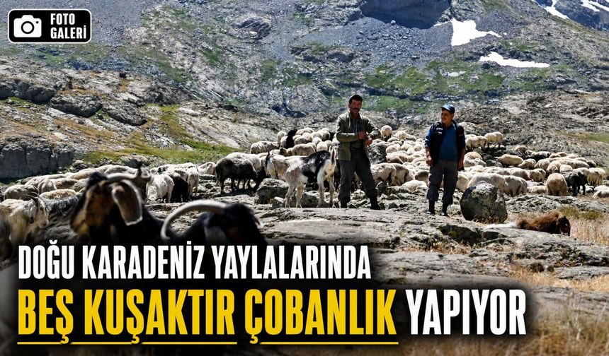 Doğu Karadeniz Yaylalarında Beş Kuşaktır Çobanlık Yapıyor