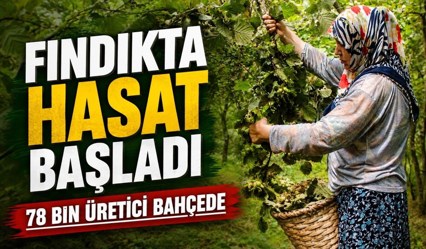 Giresun Fındık Sezonunu Açtı: Vali Koç’tan Kahverengi Kokarca Uyarısı