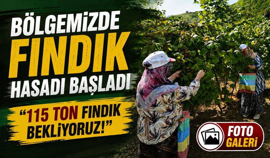 Bölgemizde fındık hasadı başladı: 115 bin ton rekolte bekleniyor