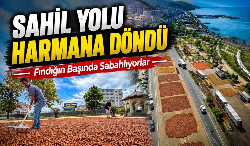Trabzon’da Fındık Sahile İndi: Üreticiler Günlerce Başında Bekliyor