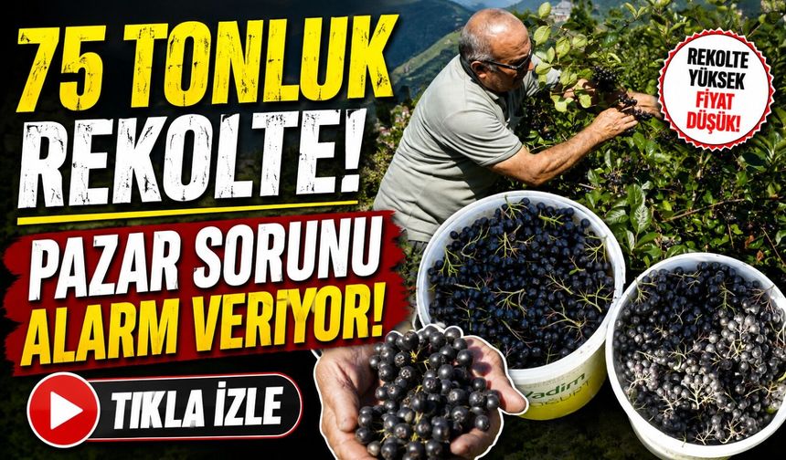 Çayırçukur köyünde aronya verimi katlandı: Üretici 4 ton bekliyor