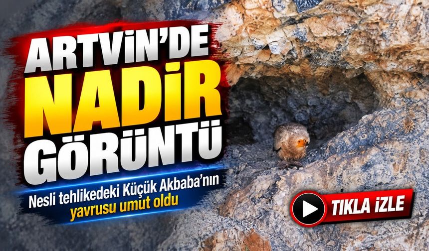 Artvin’de Umutlandıran Görüntü: Nesli Tehlikedeki Küçük Akbaba Yavrusuyla Ortaya Çıktı