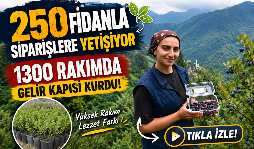 1300 Rakımda Gelir Kapısı Kurdu: 250 Fidanla Siparişlere Yetişiyor