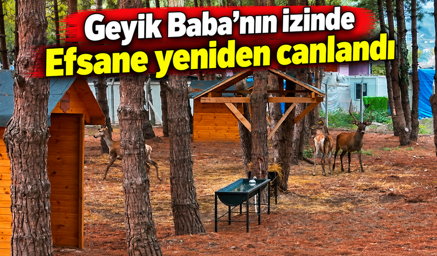 Samsun’da efsane yeniden canlandı: Geyikler ziyaretçileri karşılıyor