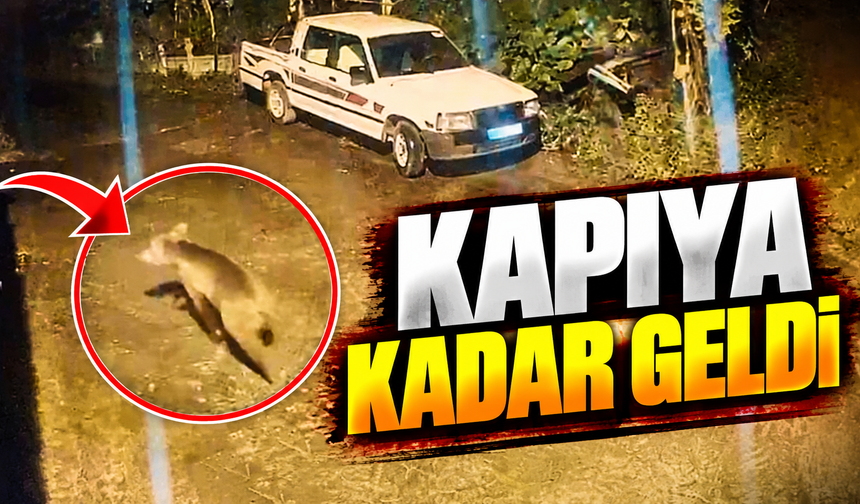 Arhavi’de Gece Yarısı Ayı Paniği: Evin Kapısına Kadar Geldi