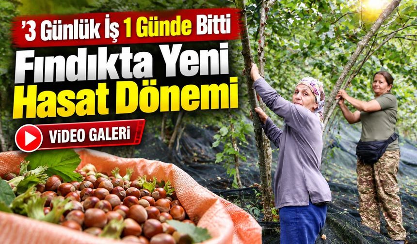 Fındık Üreticisine Yüzde 70’e Varan Destek: Hasat Artık Çok Daha Kolay