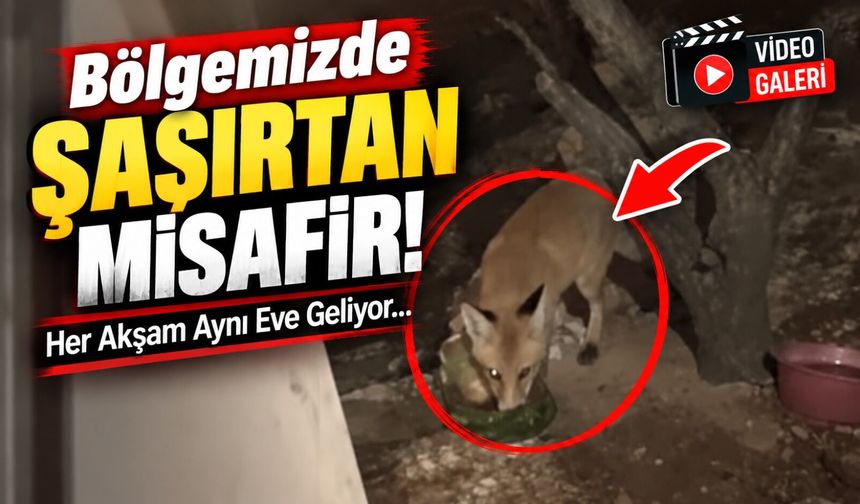 Bölgemizde şaşırtan misafir: Her akşam aynı eve geliyor