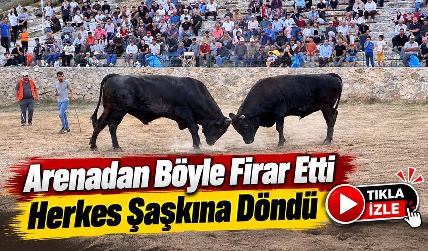 Artvin’de Boğa Güreşine Damga Vuran Görüntü: Kapıdan Atlayıp Kaçtı