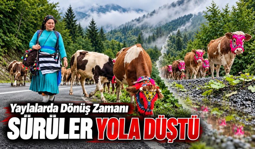Şalpazarı’nda Havalar Soğudu, Sürüler Yola Düştü: Yaylalardan Dönüş Başladı